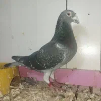 کبوتر مسافتی