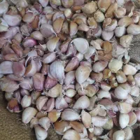 سیر بذری آماده در مغان