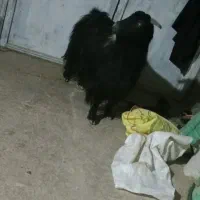 بز جوان چپر