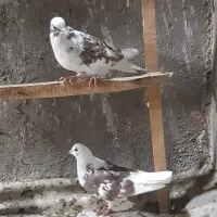کبوتر|پرنده|قم, تعویض پلاک|دیوار