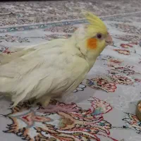 عروس هلندی|پرنده|دهگلان, |دیوار