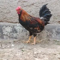 خروس‌گلین‌جوان|حیوانات مزرعه|اقبالیه, |دیوار