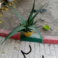 گل و گیاه آپارتمانی و ویلایی|گل و گیاه طبیعی|مشهد, سجاد شهر|دیوار