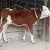 2 عدد گوساله سیمینتال ماده قرمز شرابی 4 ماهه|حیوانات مزرعه|گنبد کاووس, |دیوار