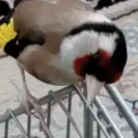 سهره قرص