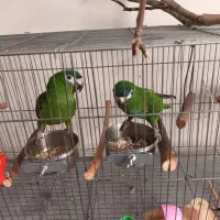طوطی ارا هانس