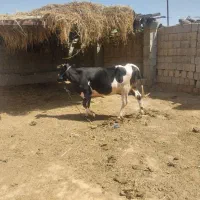 گاو زائده
