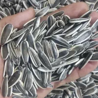 تخمه دورسفید