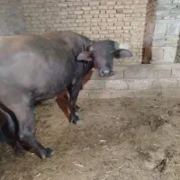 گاومیش شکم اول درجه یک  45روز مونده به زایمان|حیوانات مزرعه|میاندوآب, |دیوار