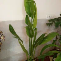 گل وگیاه|گل و گیاه طبیعی|یزد, |دیوار