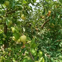باغ 1000متری روستای تاف