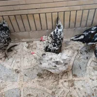 مرغ و خروس گلین