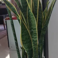 گل سانسوریا ابلغ با گلدان سرامیکی|گل و گیاه طبیعی|تهران, افسریه جنوبی|دیوار