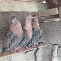 سه کبوتر زینتی