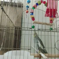 یه جفت عروس سخنگو