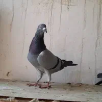 پلاکی درجه یک|پرنده|برازجان, |دیوار