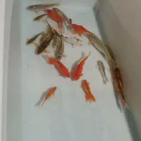 ماهی قرمز کله شیری و کوی و کپور|ماهی|خمینی‌شهر, |دیوار