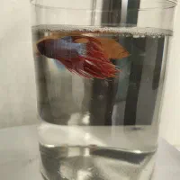 فایتر کت پوزه بوته‌ای