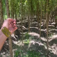 مهندسی و مشاوره باغ هرس کودهی سم درختکاری گل کاری|خدمات باغبانی و درختکاری|کازرون, |دیوار