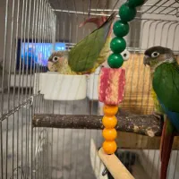 فروش جوجه گرینچیک|پرنده|شاهرود, |دیوار