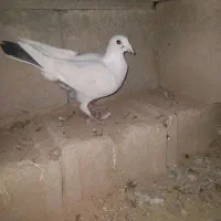 کبوتر پلاکی