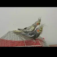 عروس هلندی نر وماده