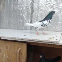 فروش کبوتر|پرنده|شیراز, امام حسین|دیوار