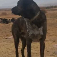 نر افقان|سگ|آبگرم, |دیوار