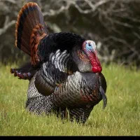 بوقلمون نرو ماده