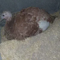 بوقلمون کرچ بوربون مادر دو ساله کورک همون کرچ