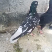 هفترنگ دم سفید