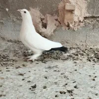 ماده دمسیاه