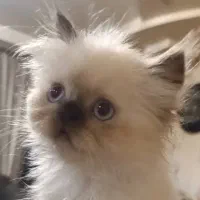 فروش گربه اصیل هیمالین