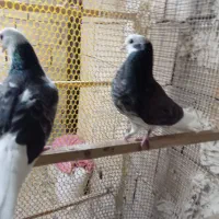 سلام جها ر طوق جوجه ابلق پر شی|پرنده|قم, آزادگان|دیوار