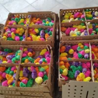 پخش جوجه رنگی