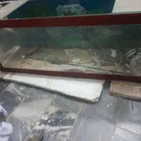 آکواریوم|ماهی|خمینی‌شهر, |دیوار