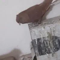 دو جفت زرد دم سفید گلی دم سفید عتیغه