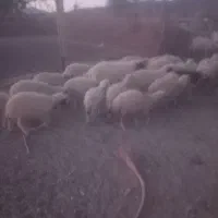 بره نر|حیوانات مزرعه|جیرفت, |دیوار