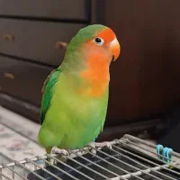 یک جفت طوطی برزیلی