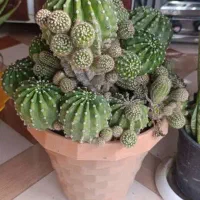 گل سانسوریا و کاکتوس|گل و گیاه طبیعی|آزادشهر, |دیوار