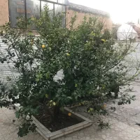 رهن-و-اجاره-خیابان-علمدار