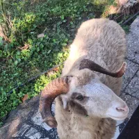گوسفند قربانی نر