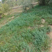 یونجه وعلف باغی