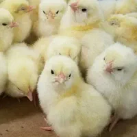 جوجه گوشتی۵روزه پایین ترازسالن