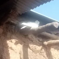 کبوتر|پرنده|خانمیرزا, |دیوار