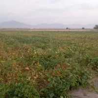 زمین کشاورزی با آب چاه شخصی با استخر