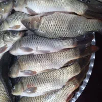 ماهی کپور تازه|ماهی|اندیمشک, |دیوار