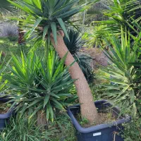 یوکا بنسای|گل و گیاه طبیعی|رودسر, |دیوار