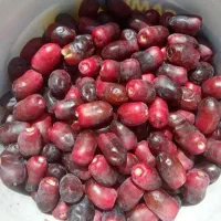 اجاره دادن خرما امسال