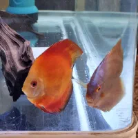 دیسکس|ماهی|باسمنج, |دیوار